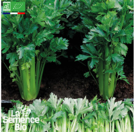 Photo de CÉLERI-BRANCHE Tall Utah - La Semence Bio