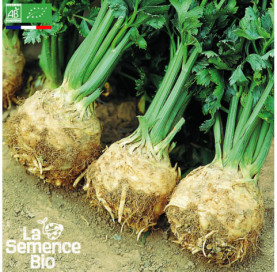 Photo de CÉLERI-RAVE Prinz - La Semence Bio