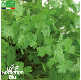 Photo de CERFEUIL commun - La Semence Bio