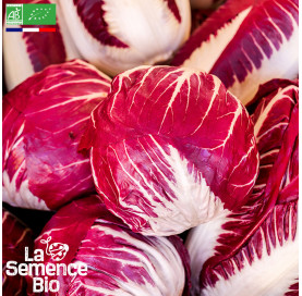 Photo de CHICORÉE Rouge de Vérone - La Semence Bio