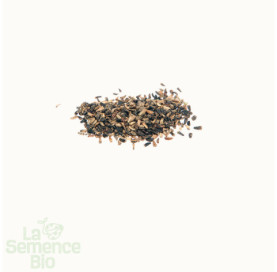 Graines de CHICORÉE Rouge de Vérone - La Semence Bio