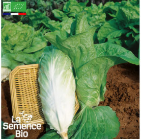 Photo de CHICORÉE Pain de Sucre - La Semence Bio