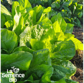 Plant à maturité de CHICORÉE Pain de Sucre - La Semence Bio