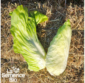 Récolte de CHICORÉE Pain de Sucre - La Semence Bio