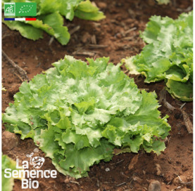 Photo de CHICORÉE scarole Bubikopf - La Semence Bio