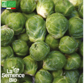 Photo de CHOU de Bruxelles Groninger - La Semence Bio