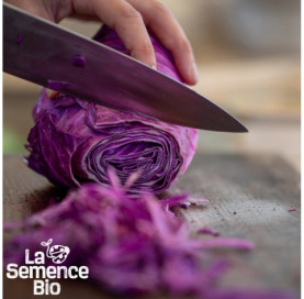 Gros plan de CHOU rouge pointu Kalibos - La Semence Bio