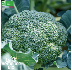 Photo de CHOU BROCOLI Calabrais Hâtif - La Semence Bio