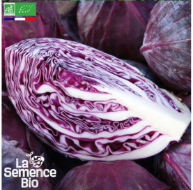 Photo de CHOU CABUS rouge Tête noire - La Semence Bio