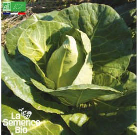 Photo de CHOU CABUS blanc Pointu - La Semence Bio