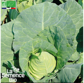 Photo de CHOU CABUS blanc Cur de Buf - La Semence Bio
