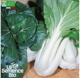 Photo de CHOU DE CHINE Pak-Choï Taisaï - La Semence Bio