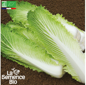 Photo de CHOU DE CHINE Pé-tsaï Granaat - La Semence Bio