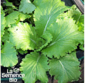 Jeune plant de CHOU DE CHINE Pé-tsaï Granaat - La Semence Bio