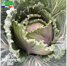 Photo de CHOU DE MILAN de Port-Neuf - La Semence Bio