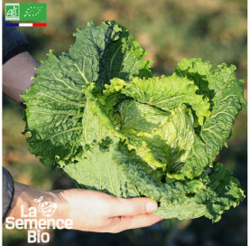 Photo de CHOU DE MILAN Gros des Vertus - La Semence Bio