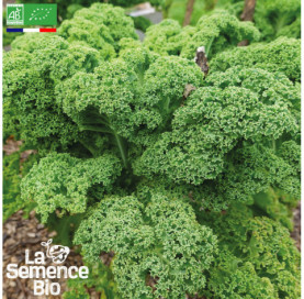 Photo de CHOU KALE frisé Halbhoher - La Semence Bio