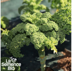 Jeune plant de CHOU KALE frisé Halbhoher - La Semence Bio