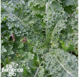 Gros plan de CHOU KALE frisé Halbhoher - La Semence Bio