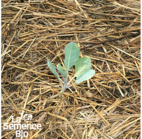 Premières pousses de CHOU-FLEUR blanc Marzatico - La Semence Bio