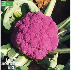 Photo de CHOU-FLEUR Violet de Sicile - La Semence Bio