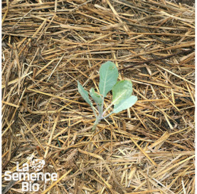 Premières pousses de CHOU-FLEUR Violet de Sicile - La Semence Bio