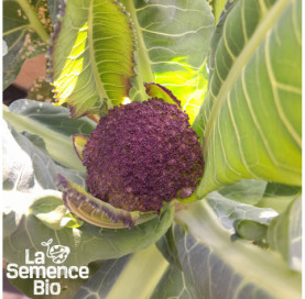 Jeune plant de CHOU-FLEUR Violet de Sicile - La Semence Bio