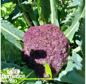 Plant à maturité de CHOU-FLEUR Violet de Sicile - La Semence Bio