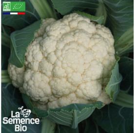 Photo de CHOU-FLEUR Boule de Neige - La Semence Bio