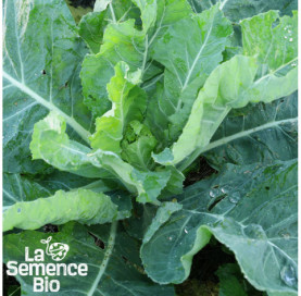 Jeune plant de CHOU-FLEUR Boule de Neige - La Semence Bio