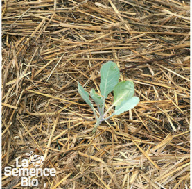 Premières pousses de CHOU-FLEUR Odysseus - La Semence Bio