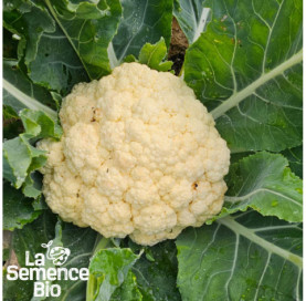 Plant à maturité de CHOU-FLEUR Odysseus - La Semence Bio