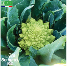 Photo de CHOU-FLEUR Romanesco - La Semence Bio