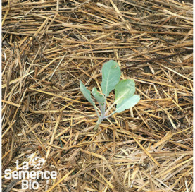 Premières pousses de CHOU-FLEUR Romanesco - La Semence Bio