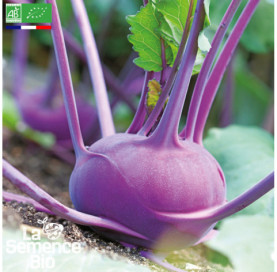 Photo de CHOU-RAVE Azur Star - La Semence Bio