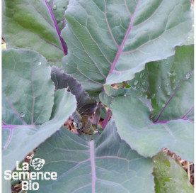 Jeune plant de CHOU-RAVE Azur Star - La Semence Bio