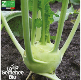 Photo de CHOU-RAVE Delikatess Witte - La Semence Bio