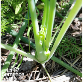 Jeune plant de CHOU-RAVE Delikatess Witte - La Semence Bio