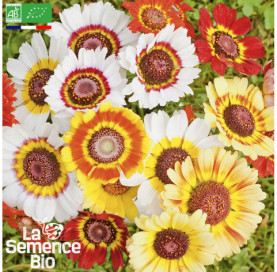 Photo de CHRYSANTHÈME tricolore - La Semence Bio