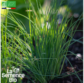 Photo de CIBOULETTE commune - La Semence Bio