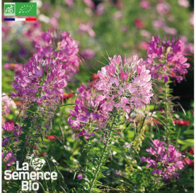 Photo de CLEOME  - La Semence Bio