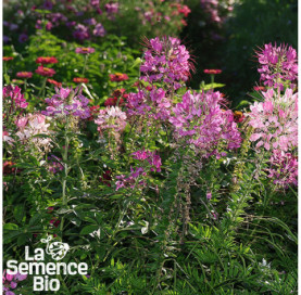 Plant à maturité de CLEOME  - La Semence Bio