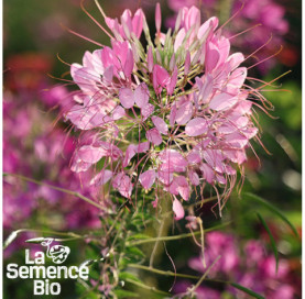 Gros plan de CLEOME  - La Semence Bio