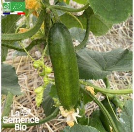 Photo de CONCOMBRE Mirella - La Semence Bio