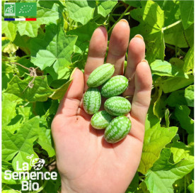 Photo de CONCOMBRE Zehneria scabra - La Semence Bio