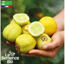 Photo de CONCOMBRE Lemon - La Semence Bio