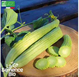 Photo de CONCOMBRE arménien - La Semence Bio