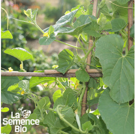 Jeune plant de CONCOMBRE arménien - La Semence Bio