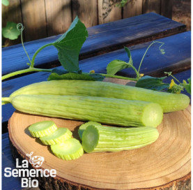 Récolte de CONCOMBRE arménien - La Semence Bio