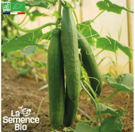 Photo de CONCOMBRE Tanja - La Semence Bio